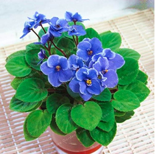 JMS Saintpaulia Ionantha Seed African Violet Seeds (Color 1)