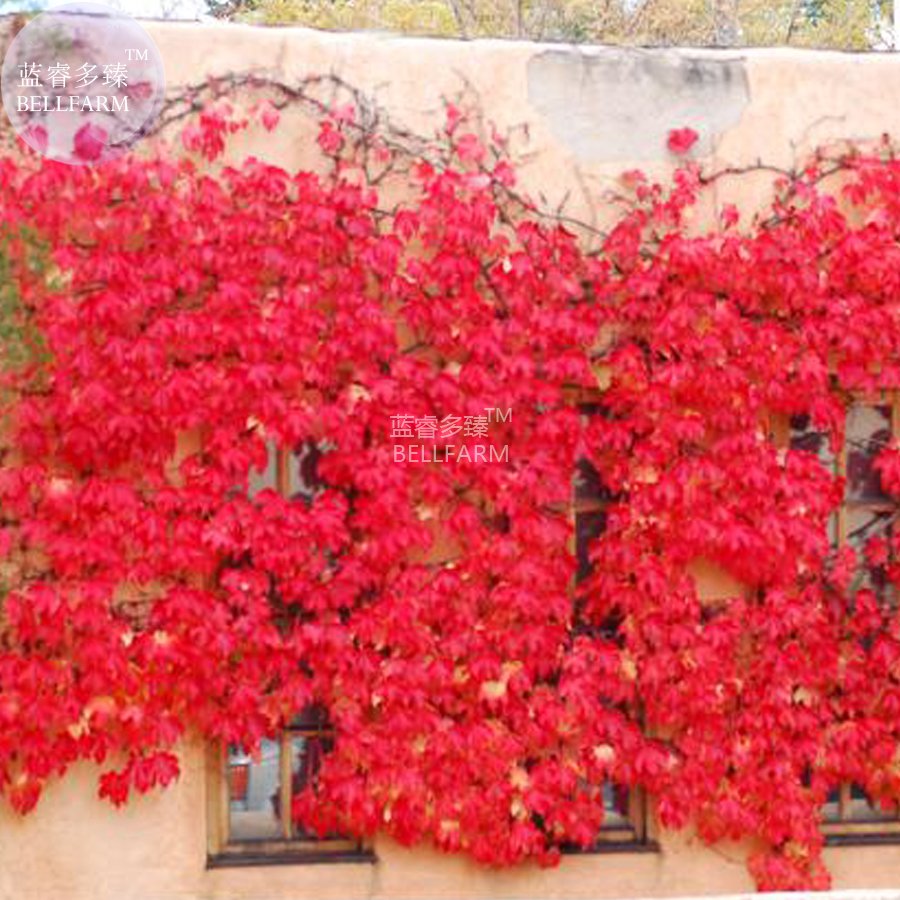 JMS  Heirloom Imported Red Ivy Climbing Plant Seeds, Professional Pack, 10 Seeds / Pack E3431