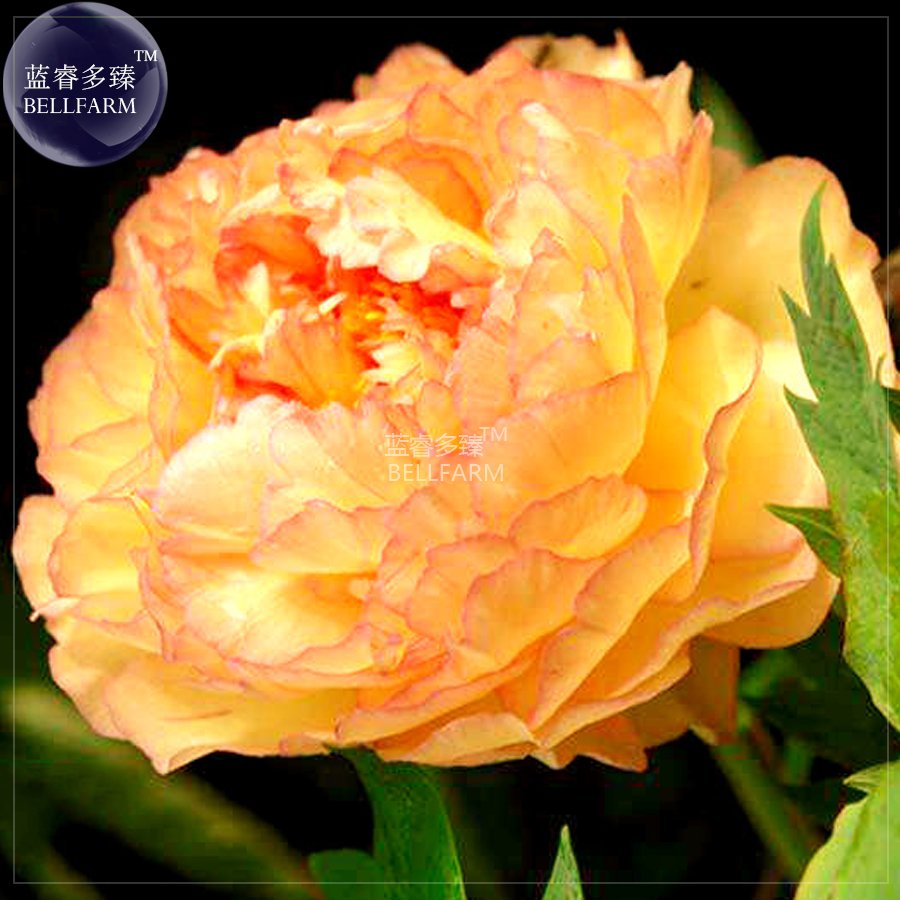 JMS  Golden Yellow Peony Tree Flower Seeds, Professional Pack, 5 Seeds / Pack, Strong Fragrant Big B