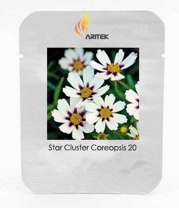 JMS Heirloom Star Cluster Perennial White Purple Coreopsis Flower Seeds, Professional Pack, 20 Seeds