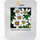 JMS Heirloom Star Cluster Perennial White Purple Coreopsis Flower Seeds, Professional Pack, 20 Seeds