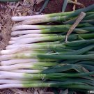 JMS 1000 Seeds Chinese Green Onion JMS Vegetables Welsh Onion Scallion Seeds