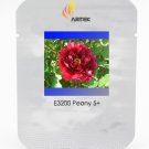 JMS Heirloom Dark Red Middle Peony Tree Flower Seeds, Professional Pack, 5 Seeds / Pack, Strong Frag