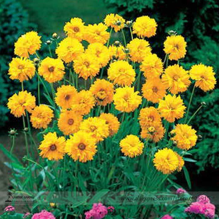 JMS Bonsai Early Sunrise Yellow Coreopsis Flower Seeds, Professional Pack, 20 Seeds / Pack, Light Fr