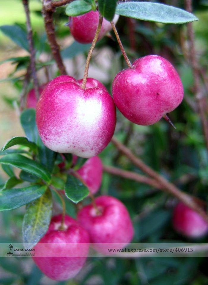 JMS Very Rare Red Apple  Lberry Billardier  Aongiflora Organic Fruit Seeds, Professional Pack, 10 Se