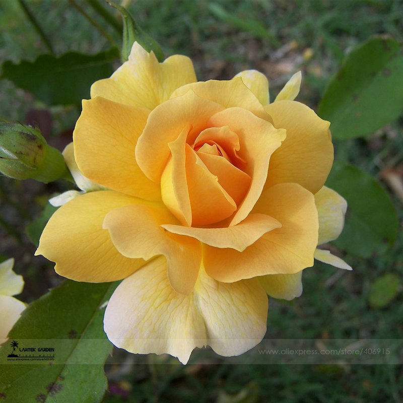 JMS 1 Professional Pack, 50 Seeds / Pack, New Yellow Rose Bush Perennial Flower Seeds #A00208