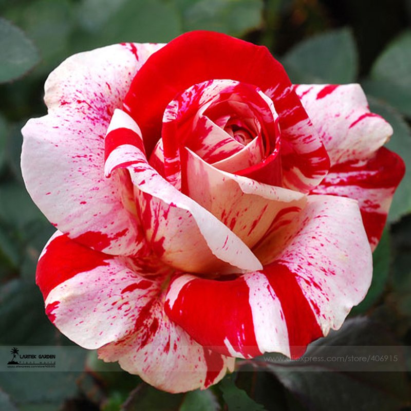 JMS 1 Professional Pack, 50 Seeds / Pack, New Pink Rose Red Strip Shrub Flower Seeds #A00206