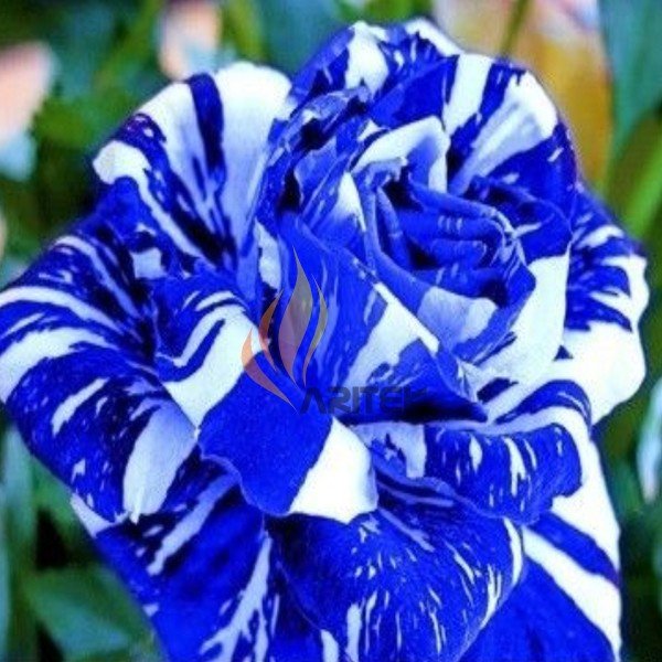 JMS 1 Professional Pack, 380 Seeds / Pack,  Blue Stripe Rose Rare Rose Rose Bush Blue White Dragon