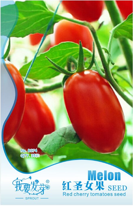 JMS Rare Auhui Bright Red Cherry Tomato Organic Seeds, Original Pack, 35 Seeds / Pack, Very Sweet Fr