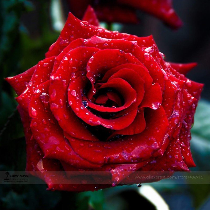 JMS Strong Fragrant Red Rose Flower Seeds, Professional Pack, 50 Seeds / Pack, Big Blooming Garden R