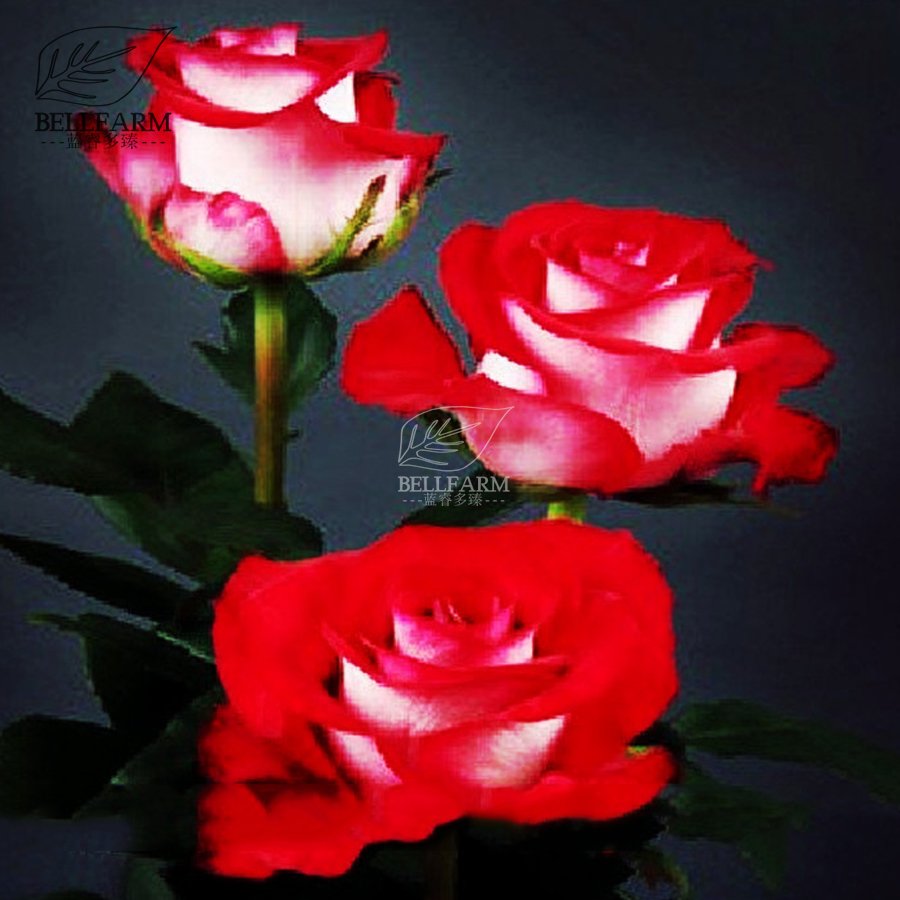 JMS  Popular 'Music Star' Fragrant Rose Bush Bonsai Cut Flower Seeds, 50Pcs White Red Colors Big Blo