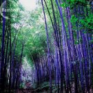 JMS Rare Purple Bamboo, 30 Seeds, Beautiful Outdoor Garden Perennial Plants Seeds, Light Up Your Gar