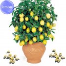 JMS Rare Lemon, 20 Seeds, Balcony Patio Potted Fruit Trees Planted Seeds E3580