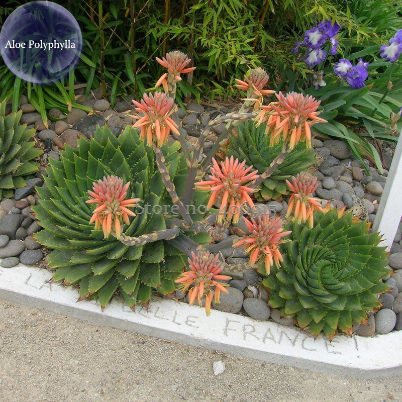 JMS 100% Genuine Genuine Aloe Polyphyll, 1 Seed, Spiral Aloe Succulent E3973