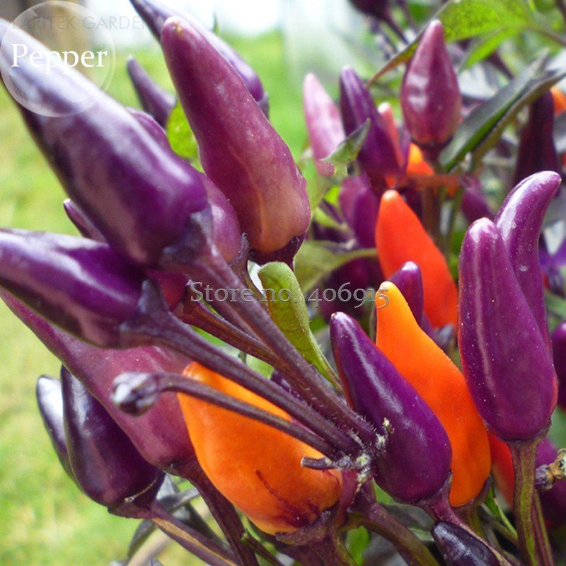 JMS Heirloom Colorful Pot Tabasco Hot Pepper, 30 Seeds, Ornamental Bonsai Chili Including Purple Ora