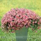 JMS Heirloom Pink Garden Petunia With Red Eye Flower Seeds, 100 Seeds, Bicolor Blooms On A Mounded, 