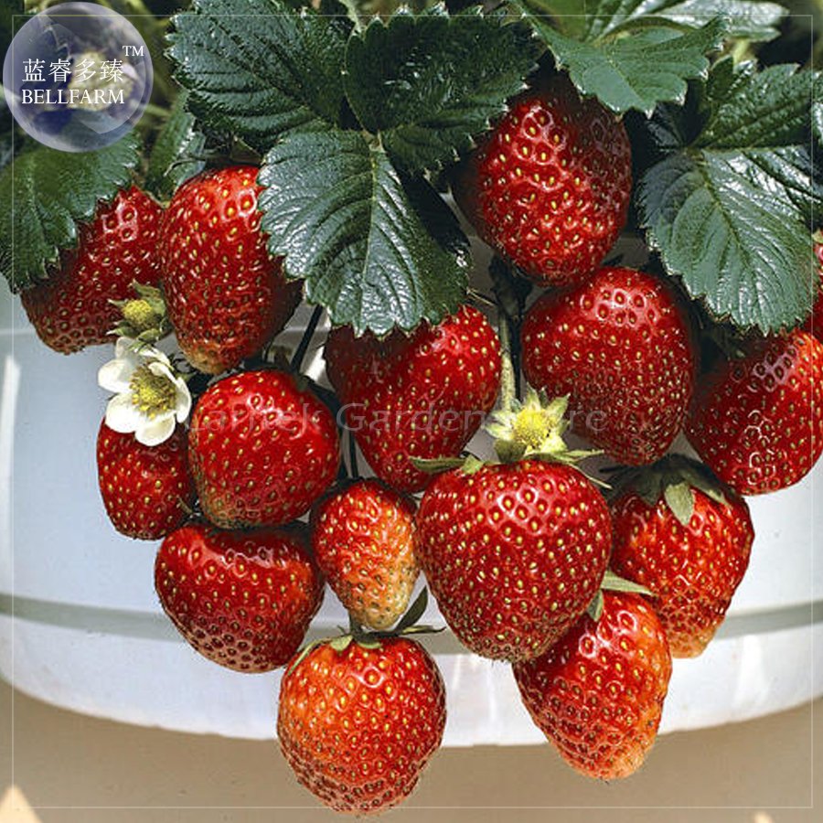 JMS Temptation Strawberry Seeds, 100 Seeds, Professional Pack, Red Fruits White Flowers E4084