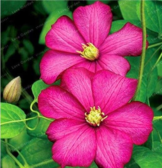 JMS 100Pcs Rare Clematis Plant Seeds Rose Red Flowers Single Big Petails