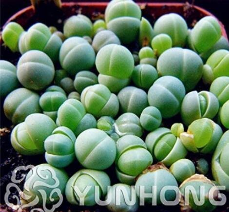 JMS 100Pcs Ball Conophytum Vanzylii Cactus Seeds