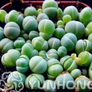 JMS 100Pcs Ball Conophytum Vanzylii Cactus Seeds