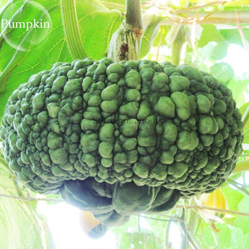 JMS Archaizing Antique Pumpkin, 4 Seeds, Ornamental Edible Vegetables E3814