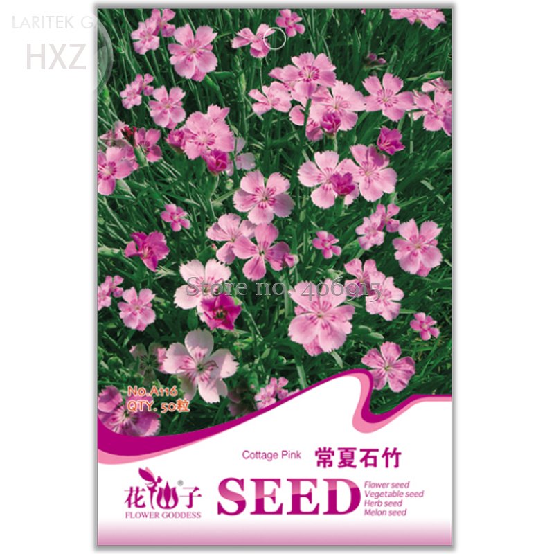 JMS Colorful Pink Seeds Dianthus Chinensis Flower Garden Seeds, 50 Seeds, Balcony Patio Potted Indoo