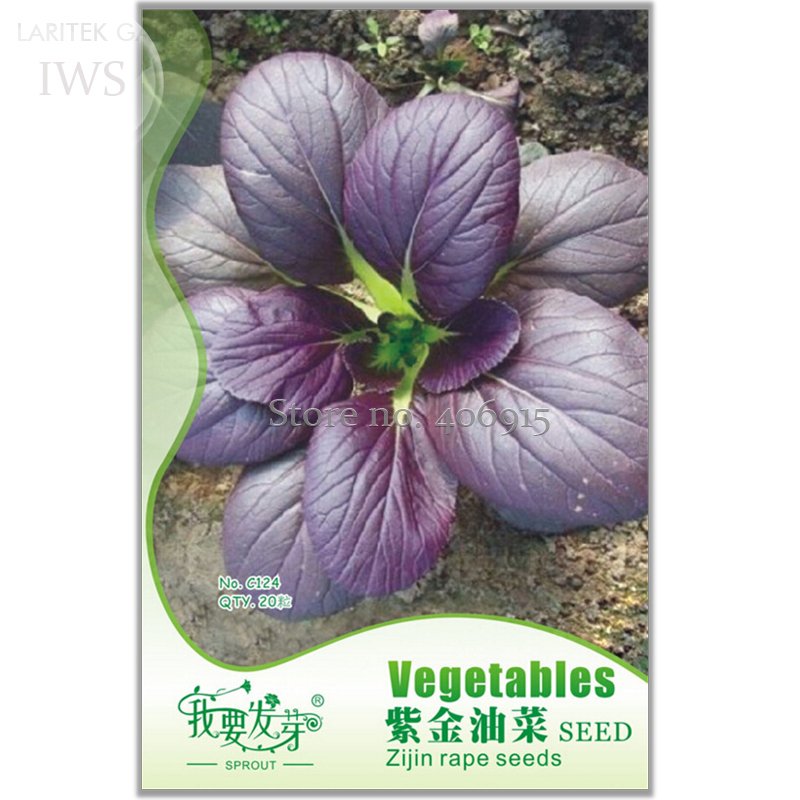 JMS Edible Purple Rape Seeds , Original Pack, 20 Seeds, Natural Organic Green Healthy Balcony Vegeta