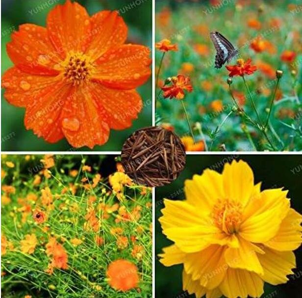 JMS Cosmos Sulphureus Seeds, Mixed