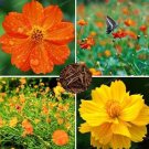 JMS Cosmos Sulphureus Seeds, Mixed