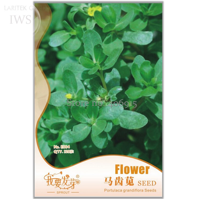 JMS Rare Natural Organic Purslane Seeds, Original Pack, 120 Seeds, Adaptable And Easy To Grow Green 