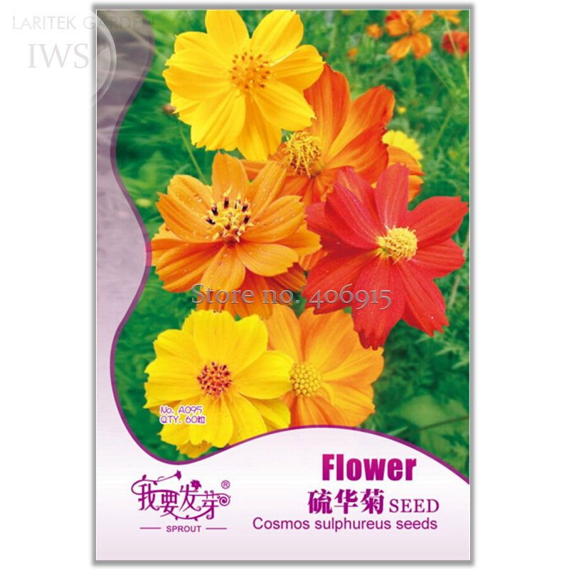 JMS Cosmos Sulphureus Seeds Balcony Potted Flowers Chrysanthemum Seeds, Original Pack, 60 Seeds, Ver