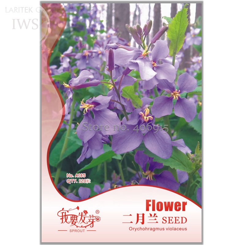 JMS Herbs Plant February Lan Orychophragmus Violaceus Flower Seeds, Original Pack, 120 Seeds, Beauti