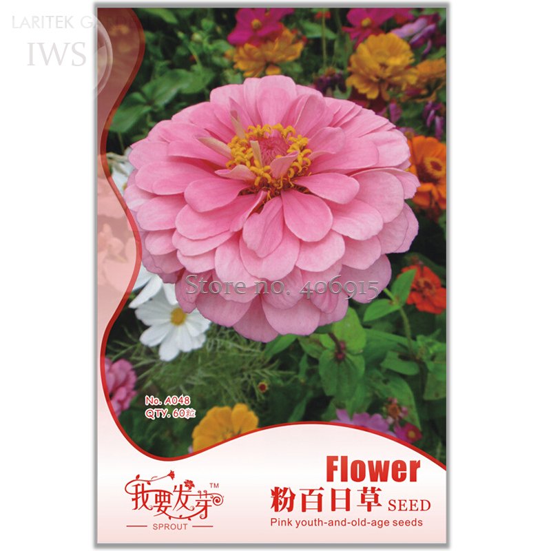 JMS Pink Beautiful Zinnia Seeds, Original Pack, 60 Seeds, Attract Butterflies Light Up Your Garden I