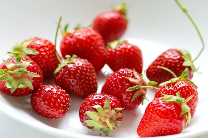 JMS 10 Professional Pack, 500 Seeds / Pack, Fragaria Garden Strawberry, Roman F1 Dark Red Strawberry