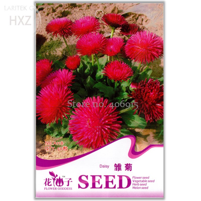 JMS Chrysanthemum Daisy Seeds Flowering Plants Seeds, 50 Seeds, Indoor Balcony Bonsai Easy To Plant 