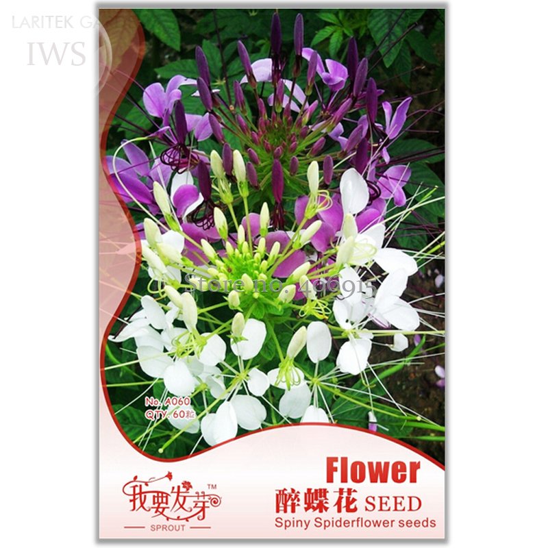 JMS Rare Beautiful Drunk Butterfly Flower Seeds, Original Pack, 60 Seeds, Bonsai Ornamental Flower S