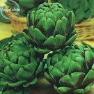 JMS Green Globe Italian Artichoke,  4 Seeds, Open Pollinated Vegetables E3931