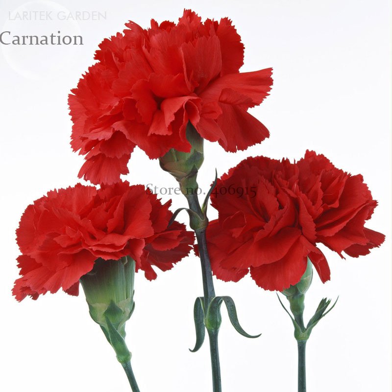 JMS Scarlet Red Carnation Flowers, 50 Seeds, Light Fragrant Big Blooming For Mother'S Day E3933