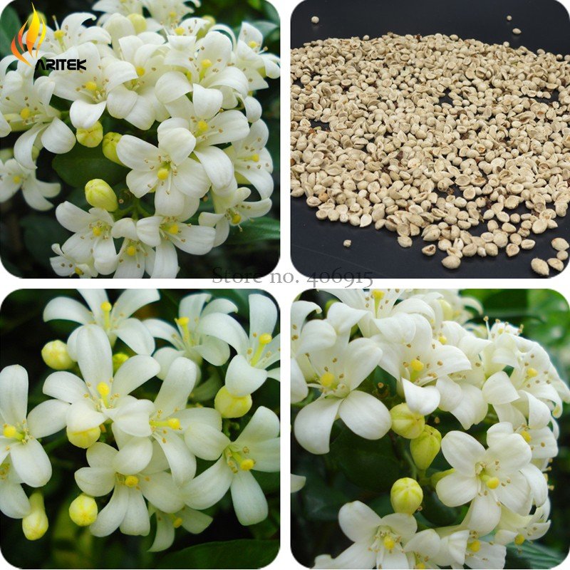 JMS 2018 New Murraya Paniculata Orange Jessamine Evergreen Plant, 5 Seeds,  Satinwood Lakeview Jasmi