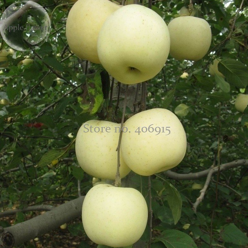 JMS High Yield Big White Sweet Apple, 10 Seeds, Tasty Crisp Organic Apple Tree E3964