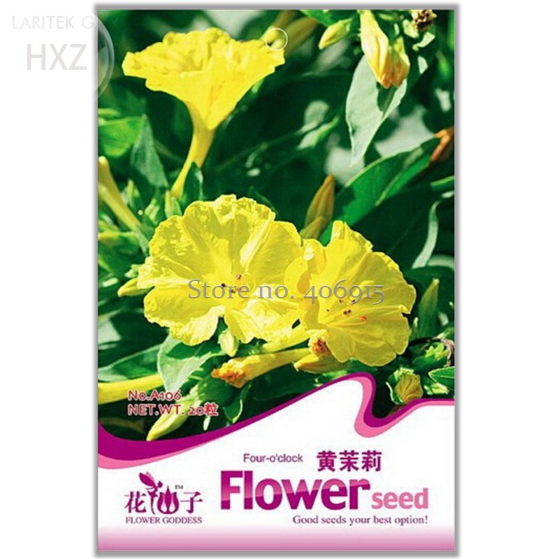 JMS Flowers Yellow Jasmine Seeds, 20 Seeds, Easy To Grow Long Flowering Period Beautiful Flower Ligh