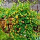 JMS Yellow Canary Creeper Nasturtium, 5 Seeds, Bright Yellow Orchid-Like Flowers Are Produced All Su
