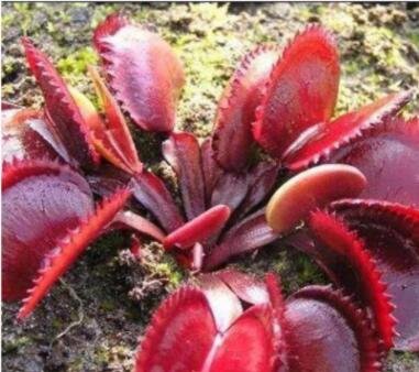 JMS 100Pcs Red Dionaea Muscipula Seeds