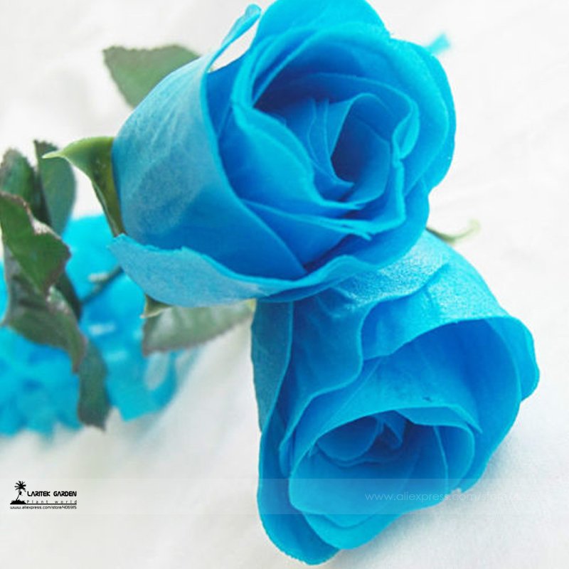 JMS 1 Professional Pack, 50 Seeds / Pack, New Rosen Samen Blue Rose Seeds Gothic Gardenin #A00201