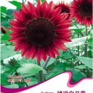 JMS 100% True 'Bonanza' Red Ornamental Sunflower Seeds, Original Pack 15 Seeds / Pack, Light Fragran