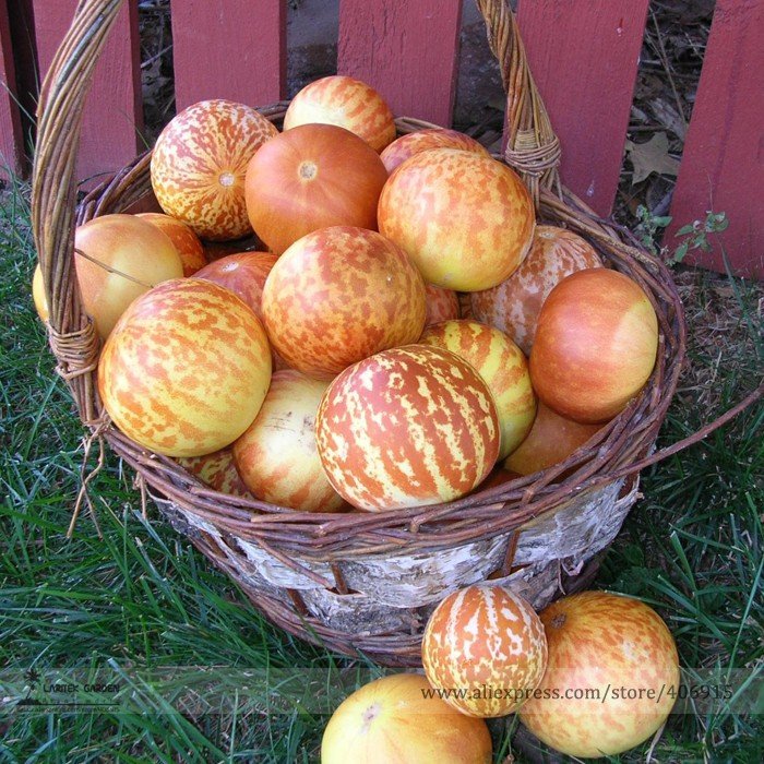 JMS Tigger Tiger Miniature Personal Melon Heirloom Cucumis Melo Seeds, Professional Pack E3344