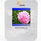 JMS Heirloom 'Jin Guang San Hui' Pink Chinese Peony Flower Root Seeds, Professional Pack, 5 Seeds / 