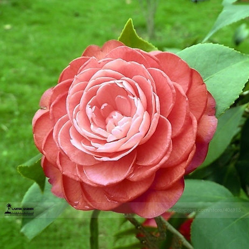 JMS  Light Fragrant 'Garnet' Rose Bonsai Flowers, 50Pcs/Pack, E-Z To Grow #Lg00030