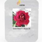 JMS Large Dark Red F1 Rose Flower Seeds, Professional Pack, 50 Seeds / Pack, Strong Fragrant Flower 