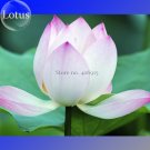 JMS Heirloom Big Blooming White Lotus Nelumbo Nucifera With Pink Edge, 2 Seeds, Light Fragrant Ornam